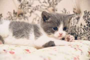 スコティッシュフォールド(立ち耳)【宮城県・男の子・2020年9月14日・ブルー&ホワイト（ショート）】の写真「とても懐っこく可愛い子です。」