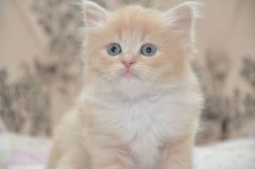 サイベリアン【宮城県・男の子・2021年4月8日・クリーム&ホワイト（ロング）】の写真「ふわふわな男の子」