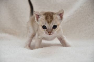 シンガプーラ【宮城県・女の子・2022年1月7日・セピアアグーチ（ショート）】の写真「とっても可愛いシンガプーラちゃん♡」