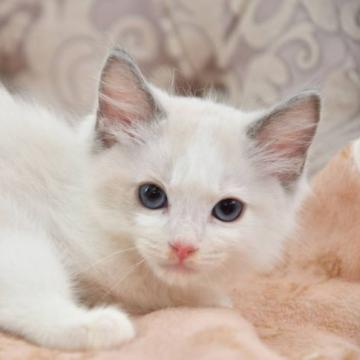 ラグドール【宮城県・男の子・2022年5月1日・ブルーポイントバイカラー】の写真「７/７写真更新しました‼︎」