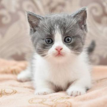 マンチカン(短足)【宮城県・男の子・2022年5月10日・ブルー&ホワイト（ショート）】の写真「とっても可愛い子です。」