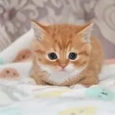 マンチカン(長足)【宮城県・女の子・2024年7月15日・レッドタビー&ホワイト】の写真1