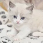 ラグドール【宮城県・男の子・2023年6月30日・ブルーポイントバイカラー】の写真1