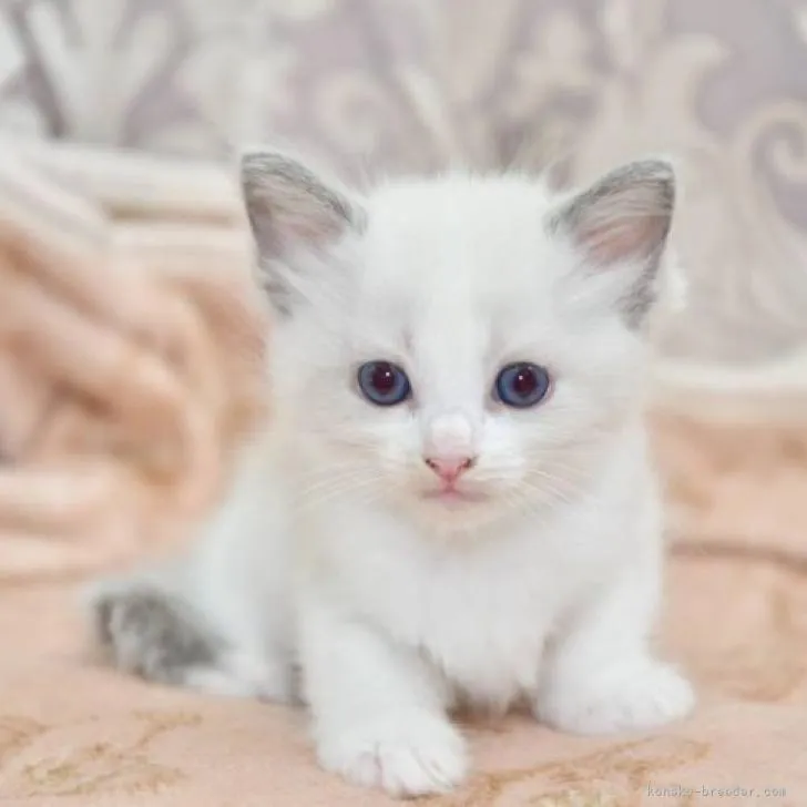 ID：2208-01524の子猫