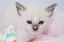 ラグドール【宮城県・男の子・2019年6月15日・ブルーポイントミテッド】の写真2