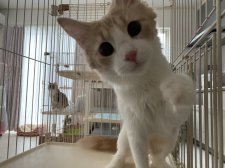 ノルウェージャンフォレストキャット【・女の子・2021年2月19日・クリーム&ホワイト】