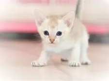 シンガプーラ【宮城県・男の子・2018年11月18日・セピアアグーチ】の写真2