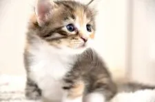 ノルウェージャンフォレストキャット【宮城県・女の子・2020年5月7日・ブラウンパッチドタビー&ホワイト】の写真3「横顔です⭐︎」