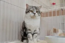 マンチカン(長足)【宮城県・女の子・2018年4月20日・キャリコ】の写真5「パパのライトです。シルバータビーホワイトの短毛、足長です。」