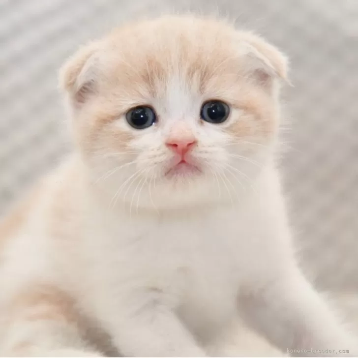 ID：2505-03288の子猫