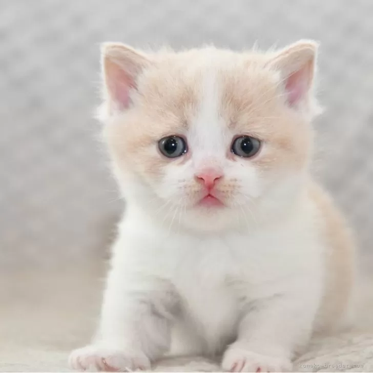 ID：2504-00818の子猫