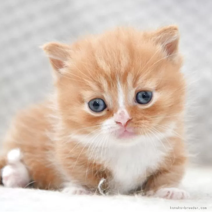 ID:2504-03637の子猫