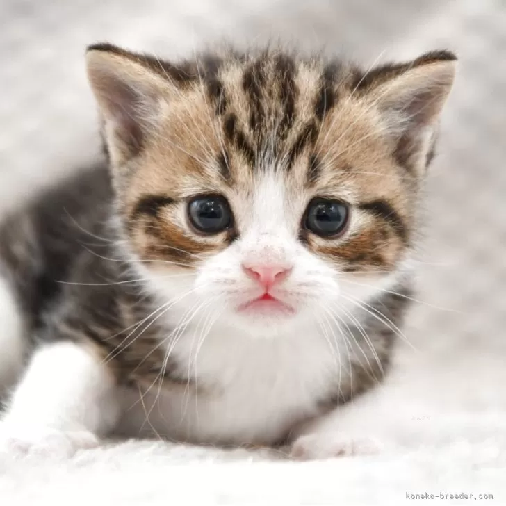ID：2506-00571の子猫