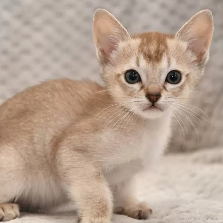 ID:2501-00280の子猫