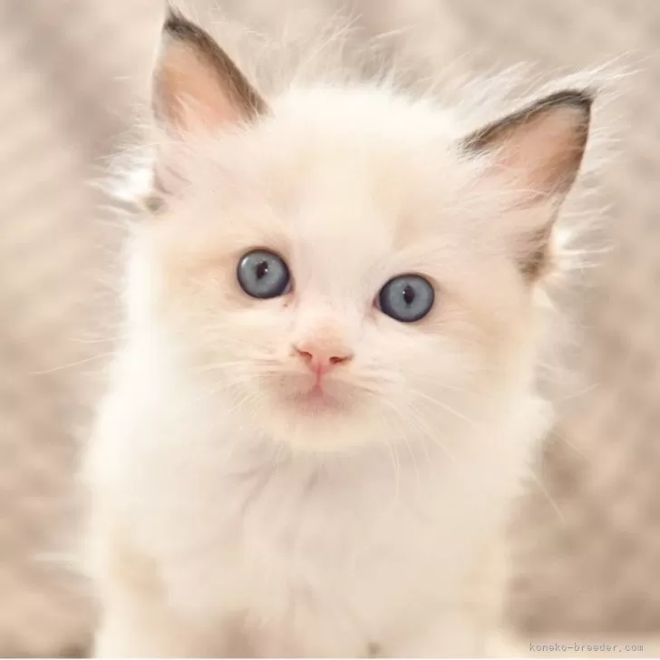 ID：2508-00458の子猫