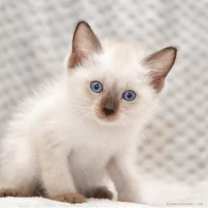 トイボブ【宮城県・男の子・2025年8月8日・シールポイント】の写真1