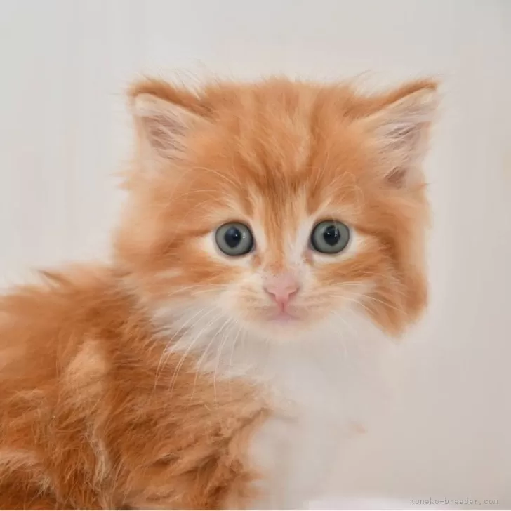 ID：2504-02002の子猫