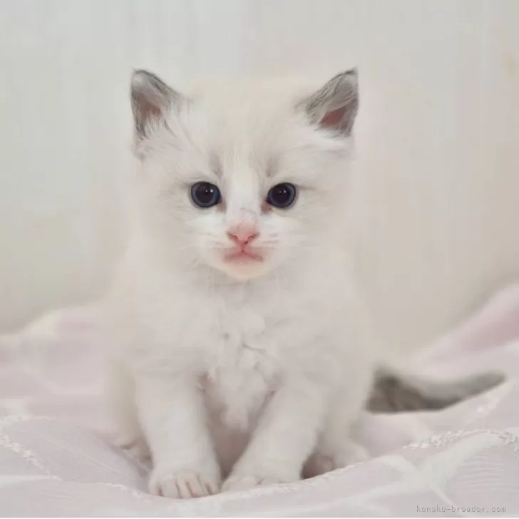 ID：2505-00234の子猫