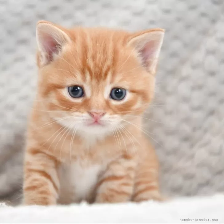 ID：2506-00570の子猫