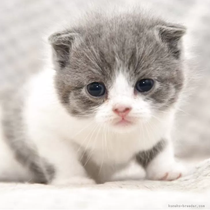 ID:2507-01848の子猫