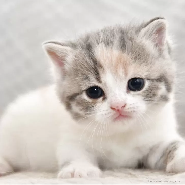 ID：2507-01845の子猫