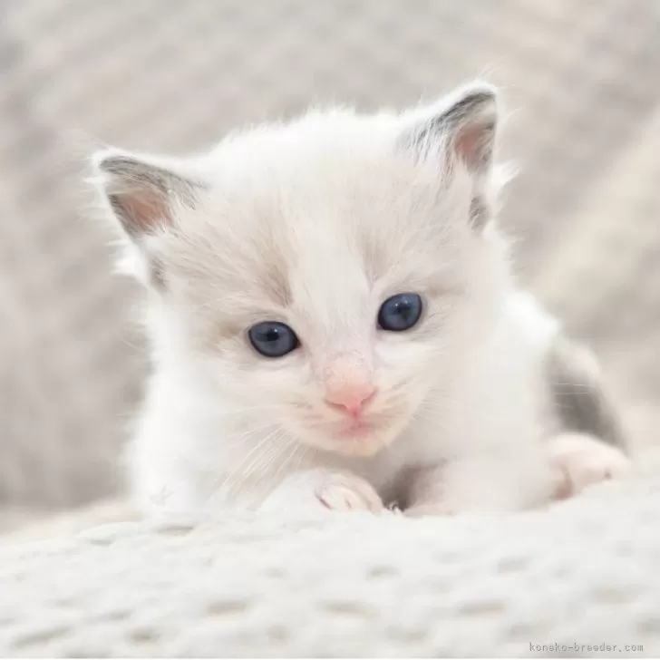 K.K 様のお迎えした子猫