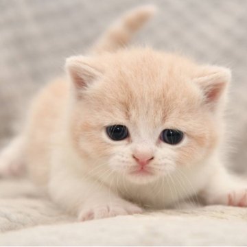 スコティッシュフォールド(立ち耳)【宮城県・男の子・2025年6月15日・クリーム&ホワイト（短毛）】の写真「まん丸お顔の可愛い子です。」