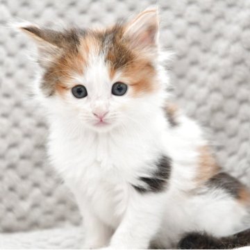 ノルウェージャンフォレストキャット【宮城県・女の子・2025年10月3日・キャリコ（長毛）】の写真「可愛い子です♡」