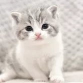 スコティッシュフォールド(立ち耳)