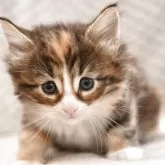 ノルウェージャンフォレストキャット