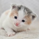 ノルウェージャンフォレストキャット