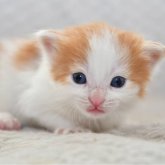 ノルウェージャンフォレストキャット