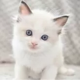 ラグドール【宮城県・女の子・2025年6月30日・シールポイントバイカラー】の写真2