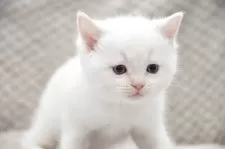 マンチカン(長足)【宮城県・男の子・2025年5月6日・レッド&ホワイト】の写真2