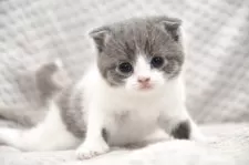 スコティッシュフォールド(折れ耳)【宮城県・男の子・2025年6月15日・シルバータビー&ホワイト】の写真2