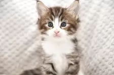 ノルウェージャンフォレストキャット【宮城県・男の子・2025年4月24日・ブラウンタビー&ホワイト】の写真2