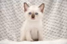 トイボブ【宮城県・男の子・2025年8月8日・シールポイント】の写真3