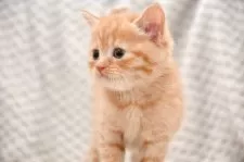 マンチカン(長足)【宮城県・女の子・2025年8月5日・レッドタビー】の写真3