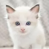 ラグドール【宮城県・女の子・2025年6月30日・シールポイントバイカラー】の写真3