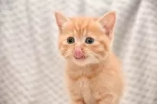 マンチカン(長足)【宮城県・女の子・2025年8月5日・レッドタビー】の写真4