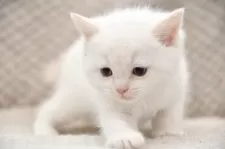 マンチカン(長足)【宮城県・男の子・2025年5月6日・レッド&ホワイト】の写真4