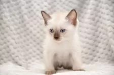 トイボブ【宮城県・男の子・2025年8月8日・シールポイント】の写真4