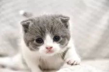 スコティッシュフォールド(折れ耳)【宮城県・男の子・2025年6月15日・シルバータビー&ホワイト】の写真4