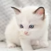 ラグドール【宮城県・女の子・2025年6月30日・シールポイントバイカラー】の写真4