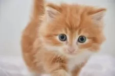 サイベリアン【宮城県・男の子・2025年3月11日・レッドタビー&ホワイト】の写真5