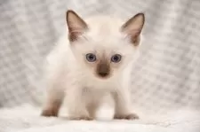 トイボブ【宮城県・男の子・2025年8月8日・シールポイント】の写真7