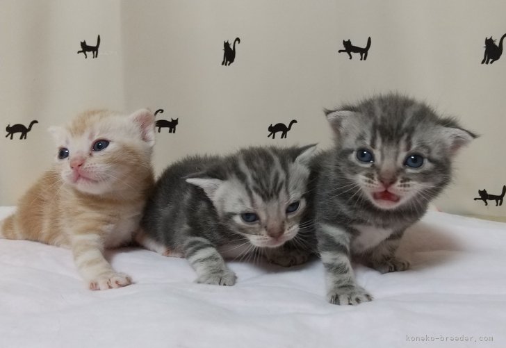 増田智美ブリーダーのブログ：7月10日生まれの子猫