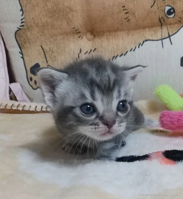 ごち 様のお迎えした子猫