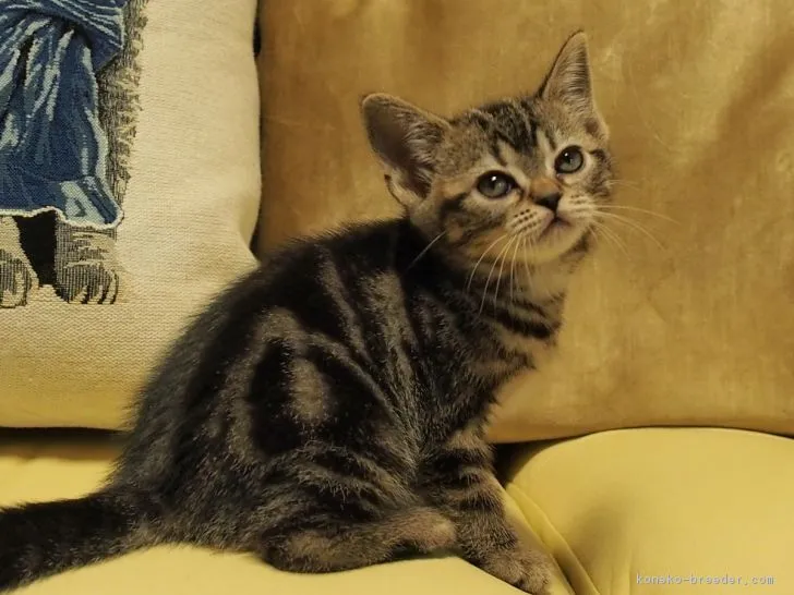 ID:1702-00649の子猫