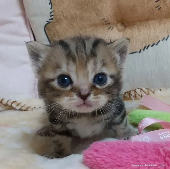 J.U 様のお迎えした子猫